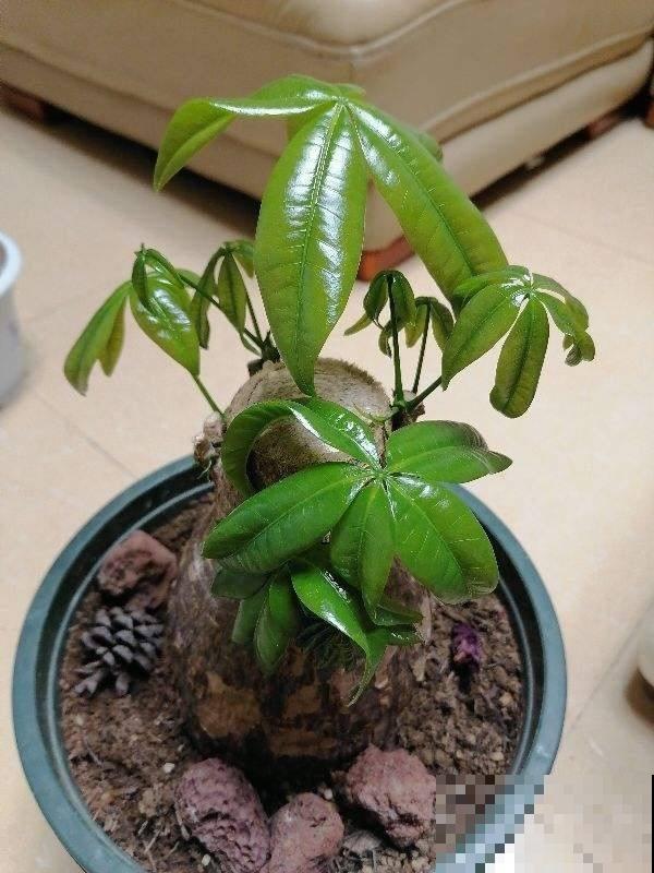 别只知道养绿萝，每个家里适合养什么，我来告诉你