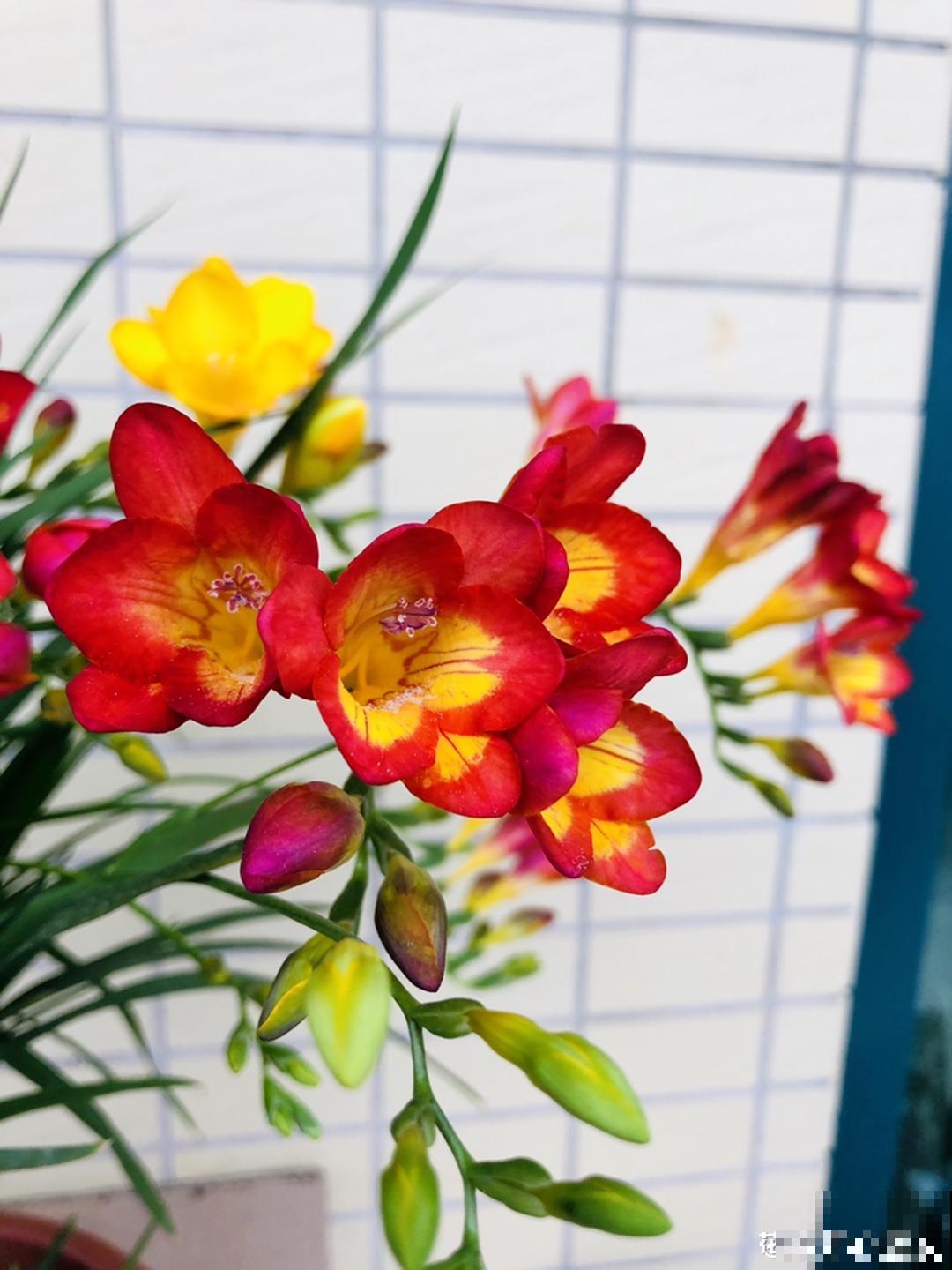 开花超香的香雪兰，夏天叶子全黄了，挖出满盆小球，大丰收！