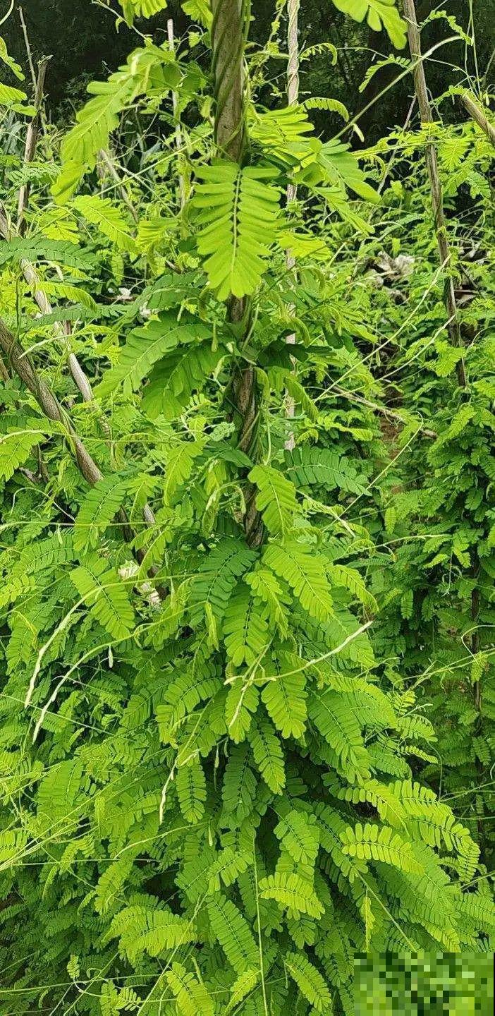 路边不起眼的草,种院子里用处大,还能清热降暑气 路边不起眼的草,种院子里用处大,还能清热降暑气