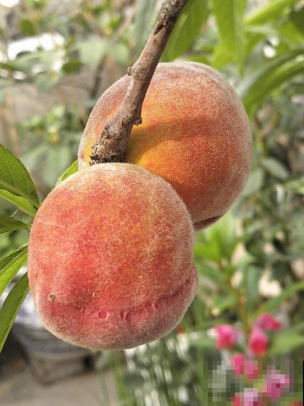 水果总洗不干净，试试这4个妙招，水果洗得安全放心