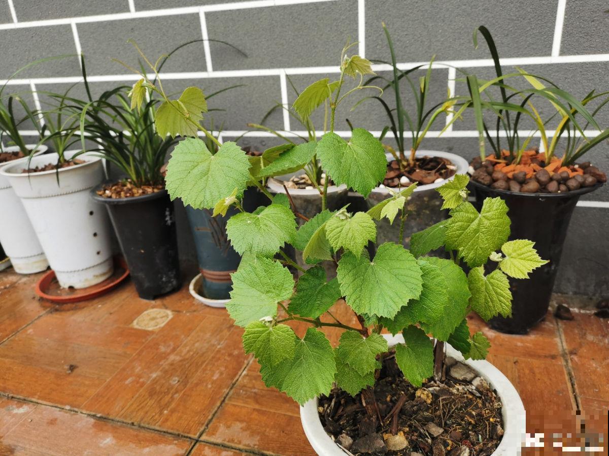 居家小妙招，7种果皮变成宝，吃完再也不乱扔