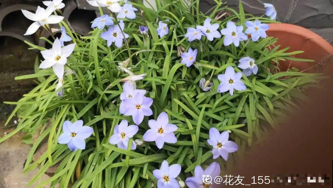 家里养的“仙女花”，奶奶非说是芹菜，还薅一把想炒菜吃