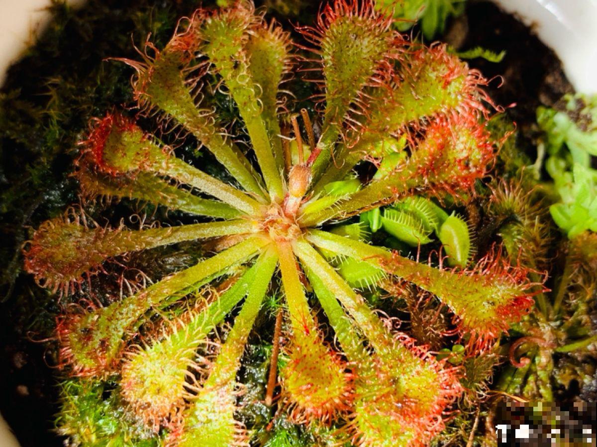 植物也有“肉食性”的，4种食虫植物，养在家里能“灭蚊”