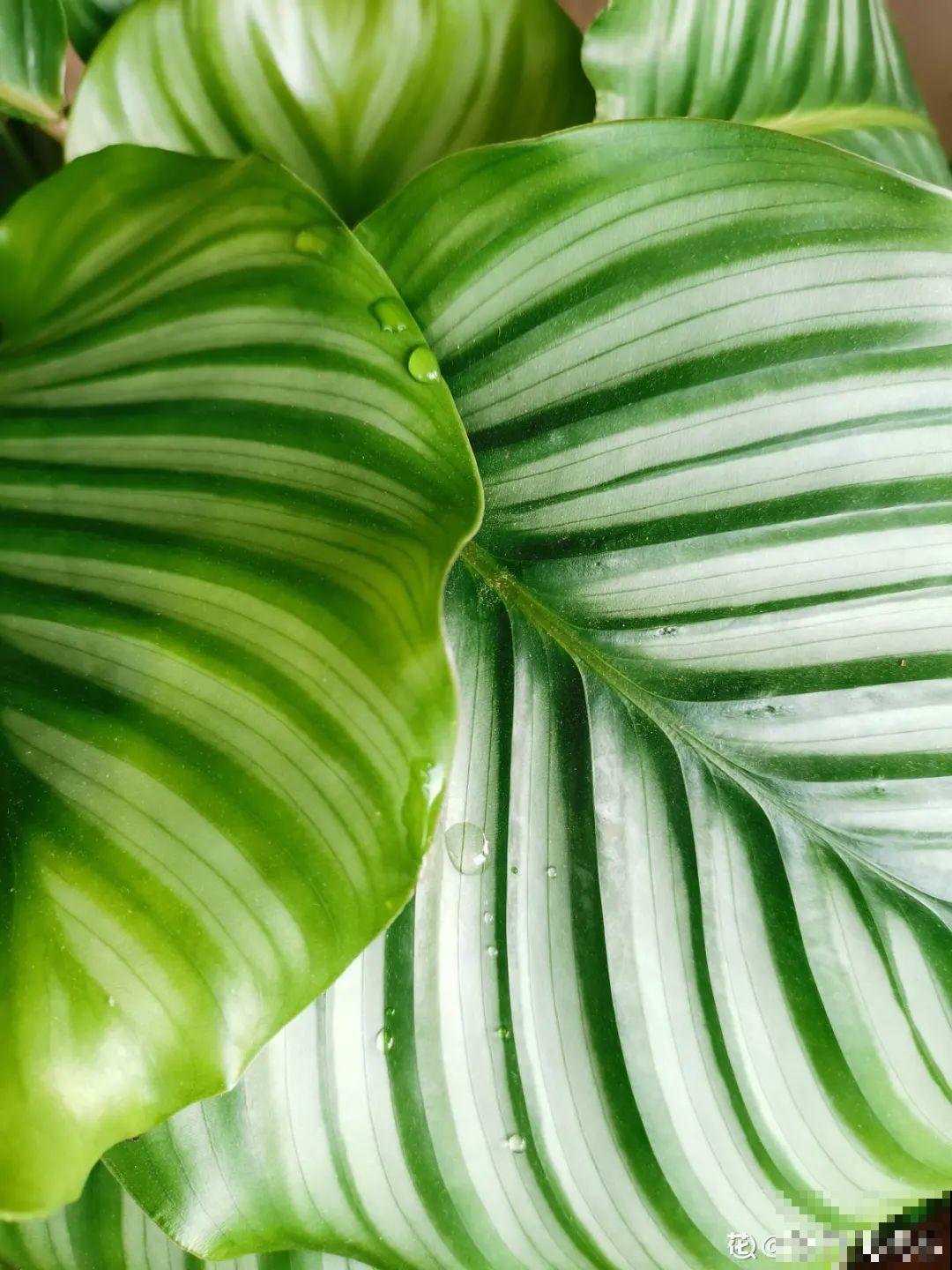 15种花,养在家里有气质,好养又健康 15种花,养在家里有气质,好养又健康