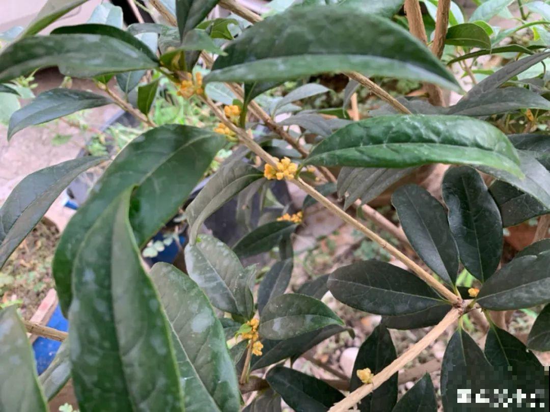 三伏天也要施肥的花，花肥喷一喷，促进开花