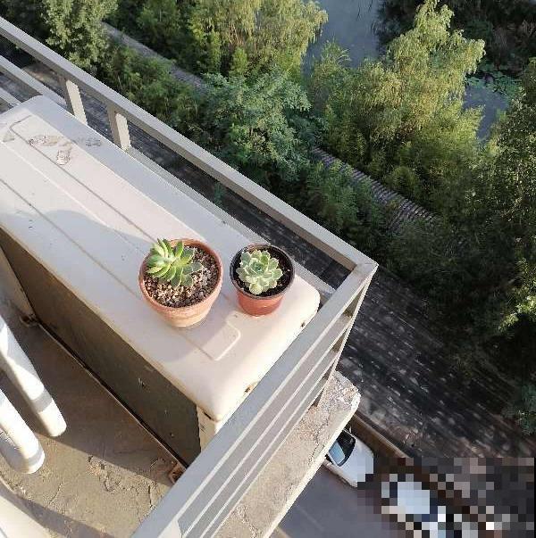 雨季多肉，烂根化水没得救，注意4点，多肉雨季变“平安季”