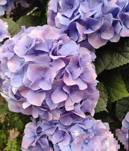 没有花的天台不完整,种这3种花,天台秒变“空中花园” 没有花的天台不完整,种这3种花,天台秒变“空中花园”