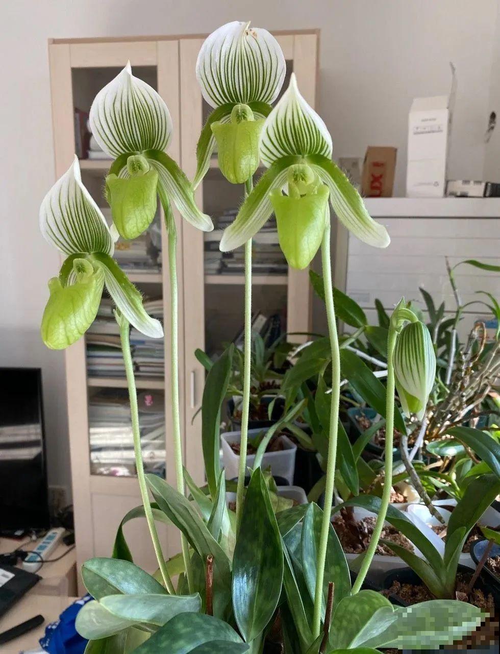 10种花,看着贵气有格调,实际价格很便宜 10种花,看着贵气有格调,实际价格很便宜