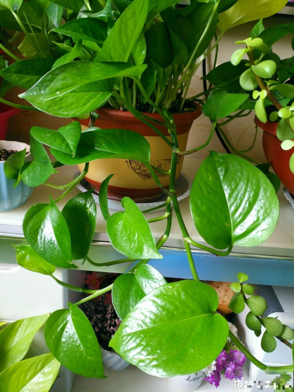 居家小妙招，7种果皮变成宝，吃完再也不乱扔