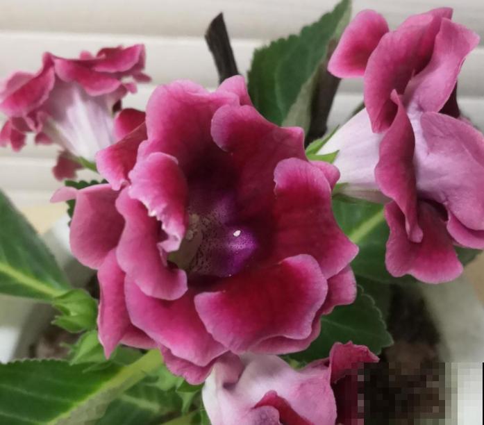 梅雨季养花,一定要注意5要点,不然花全涝死了 梅雨季养花,一定要注意5要点,不然花全涝死了