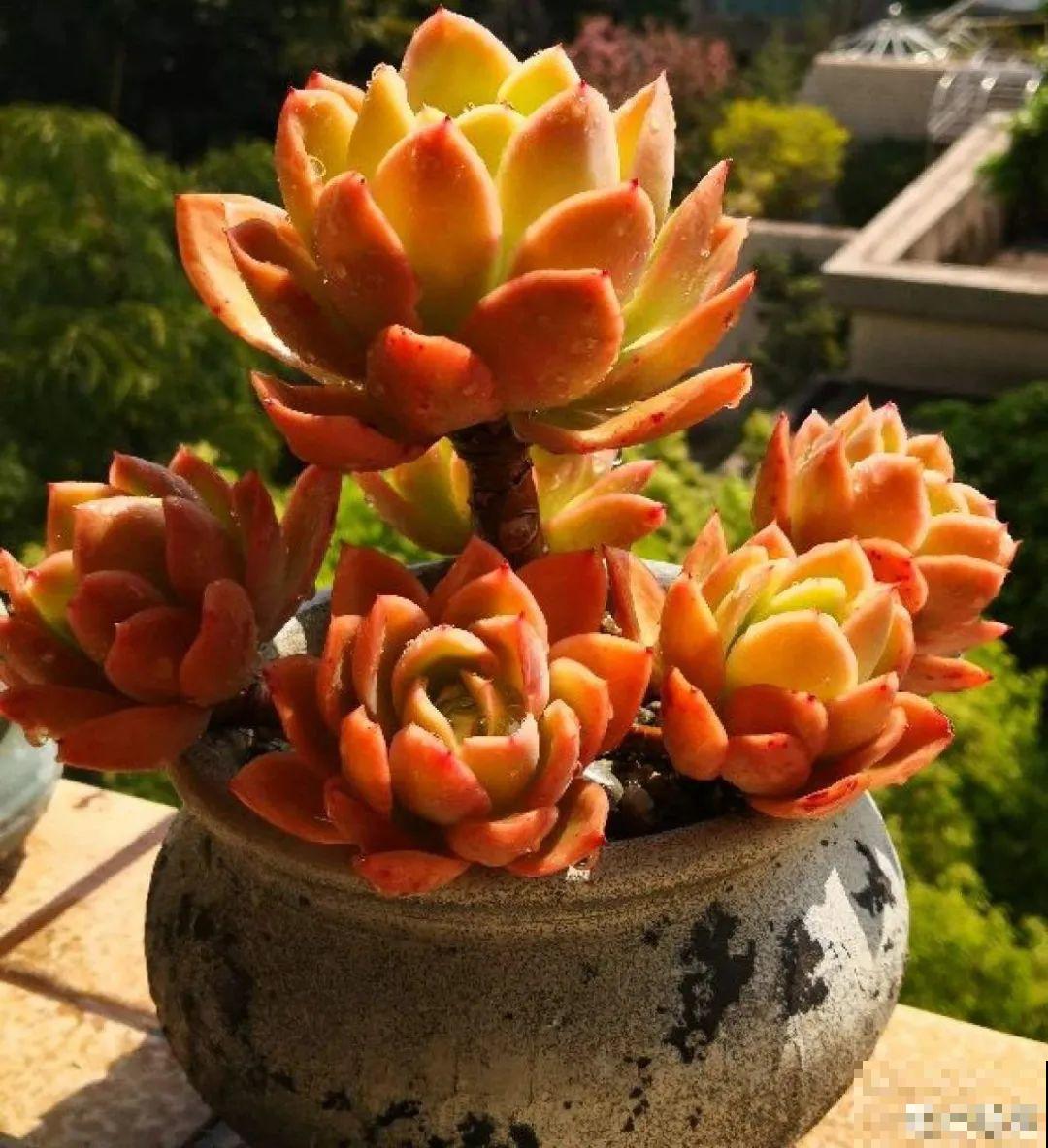 夏天养多肉，别人的绿徒摊，她的却美萌艳，太美了