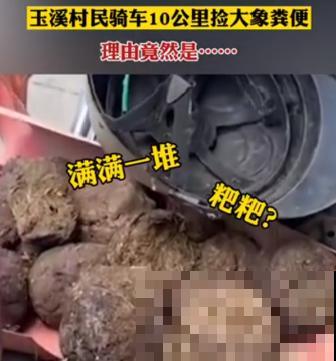 男子追在大象后，捡一筐大象粪，居然是为了养花