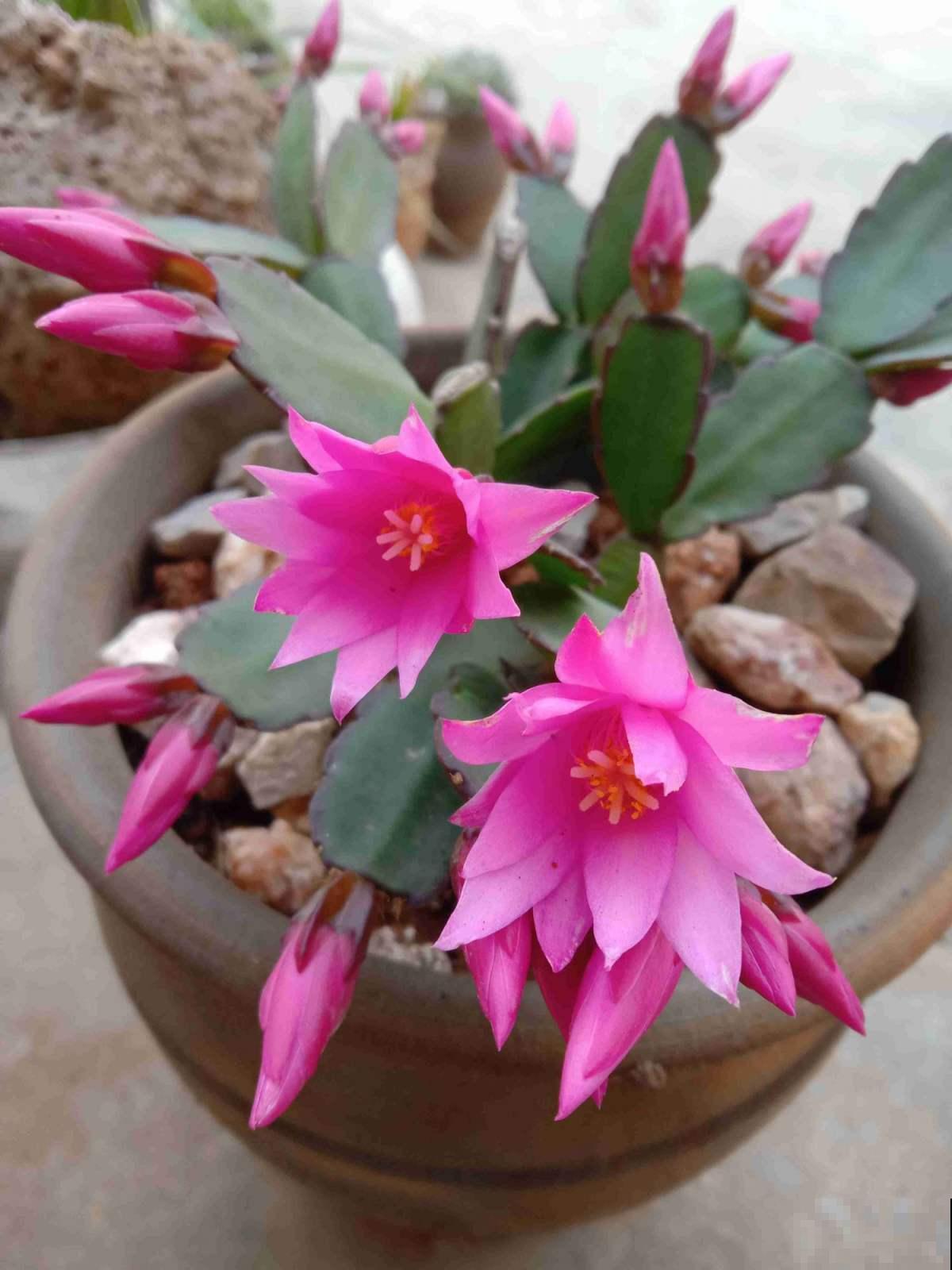 100种常见花,今天终于知道叫什么名了,建议收藏 100种常见花,今天终于知道叫什么名了,建议收藏