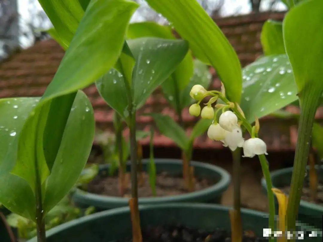 30℃以上，10种花就先别养了，买一盆死一盆，别怪我没提醒你