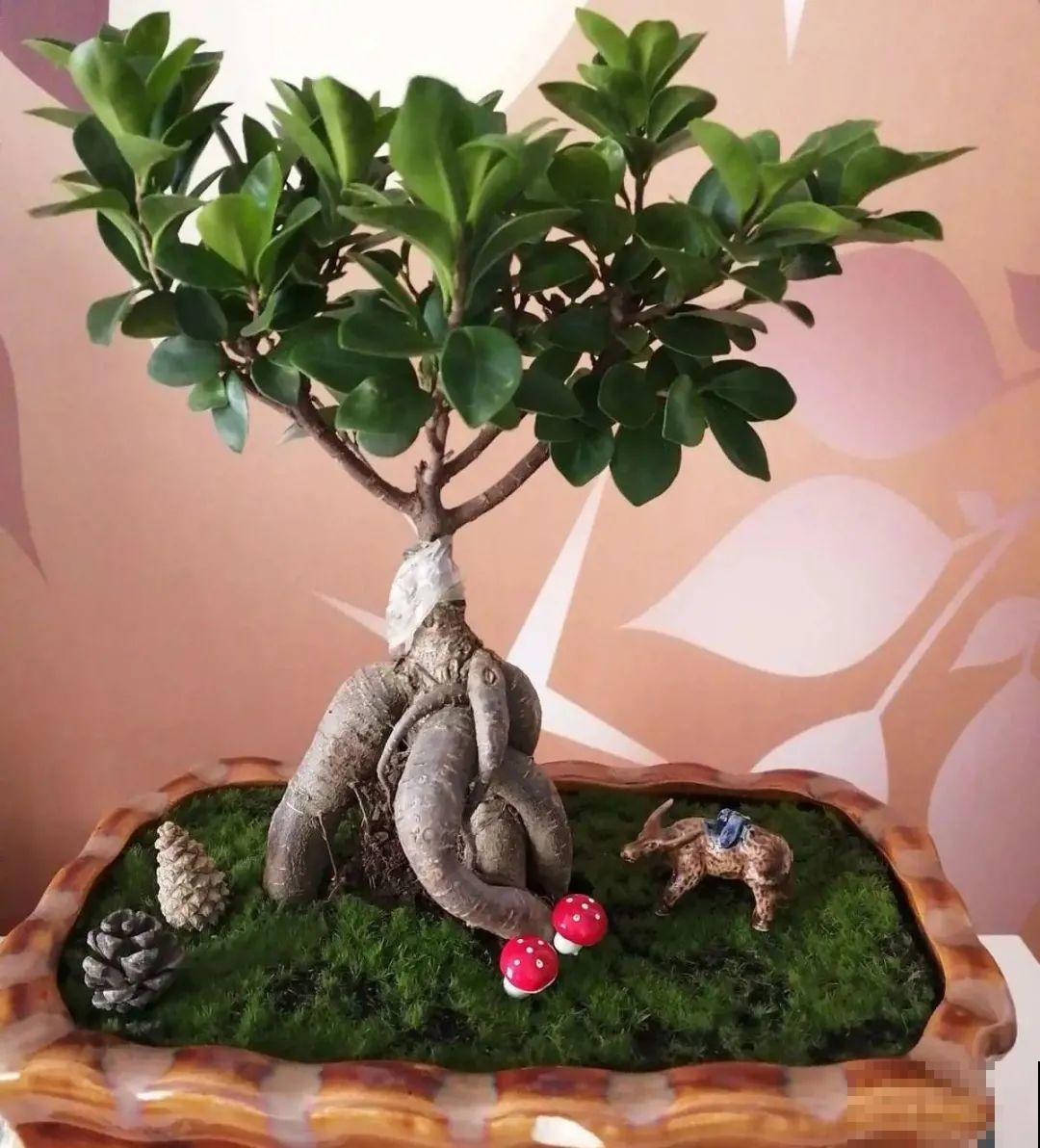 家里养8种花，独特有气质，还有满满安全感