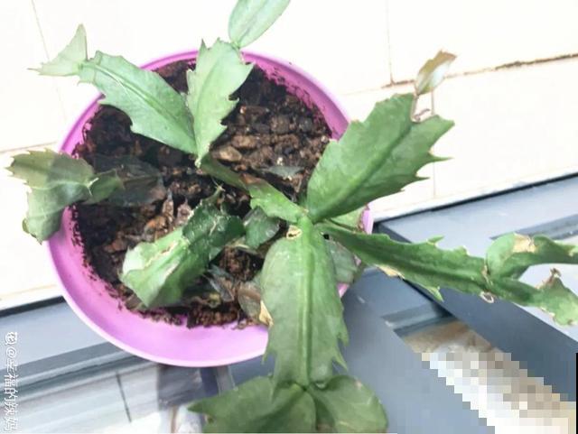 三伏天,8种花进入“鬼门关”,切莫大意 三伏天,8种花进入“鬼门关”,切莫大意