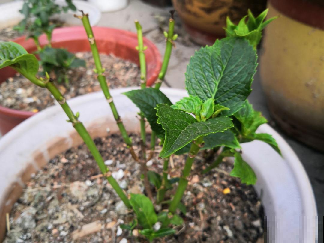 9个开花劳模，施肥不能停，不然越养越差劲