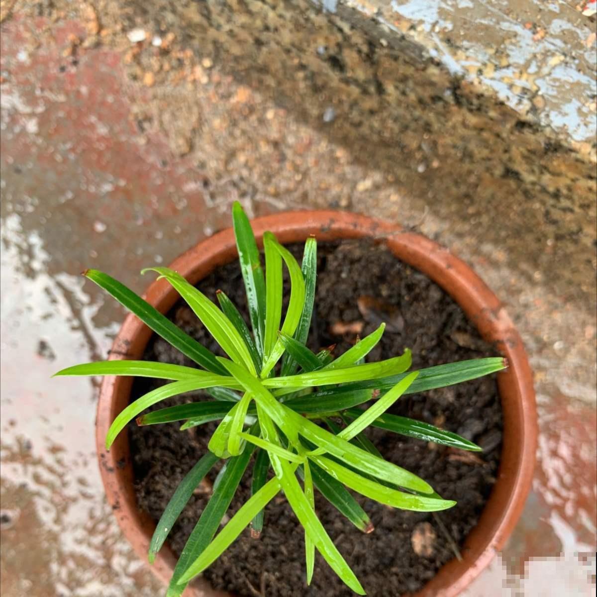 家家都有的罗汉松，这8点养殖条件，你做到了多少？