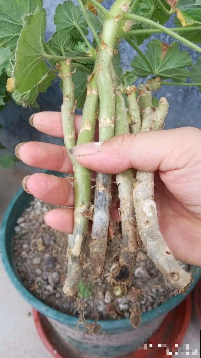 三伏天，8种花进入“鬼门关”，切莫大意