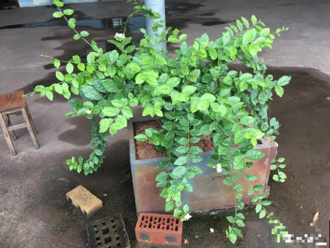 茉莉一长高就剪，别舍不得， 剪对了能快速复花