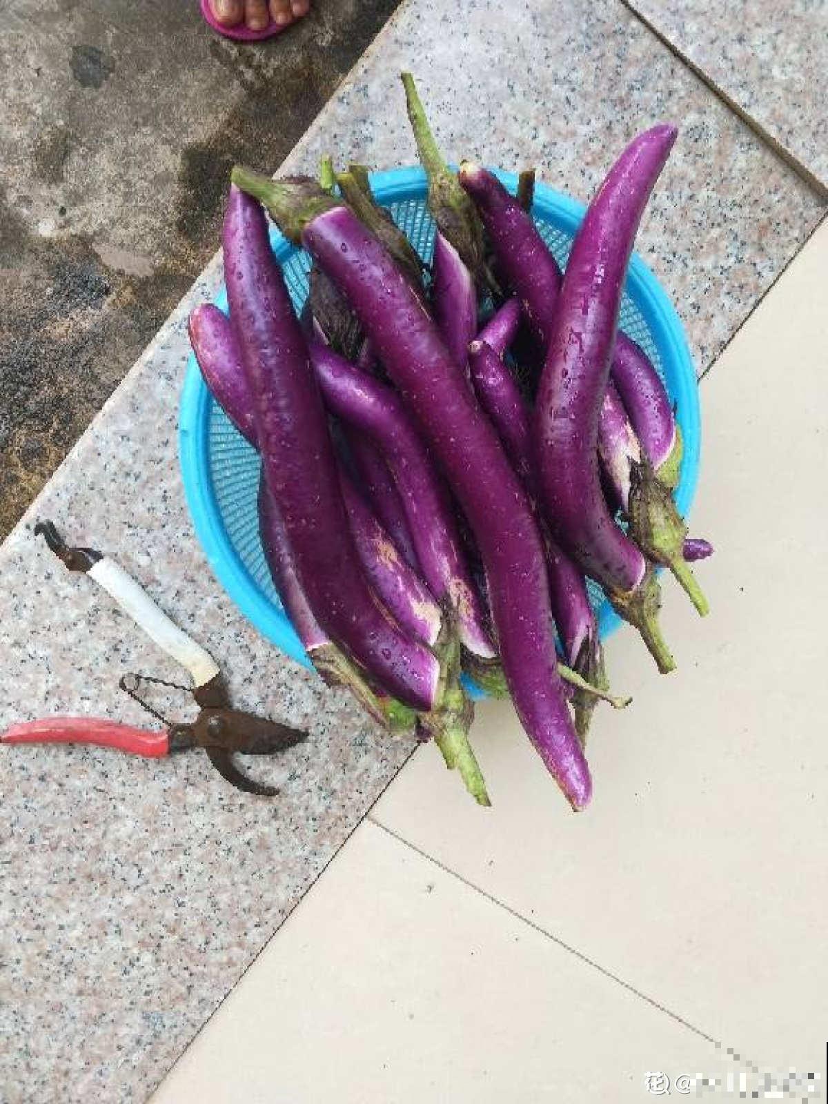 邻居种的茄子，两只手才能抓过来，到底咋种地？