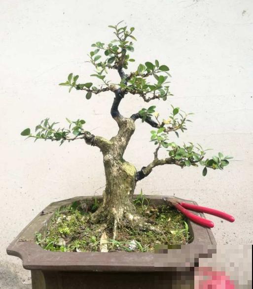 适合做盆景的植物，还得是瓜子黄杨，养护省心不麻烦