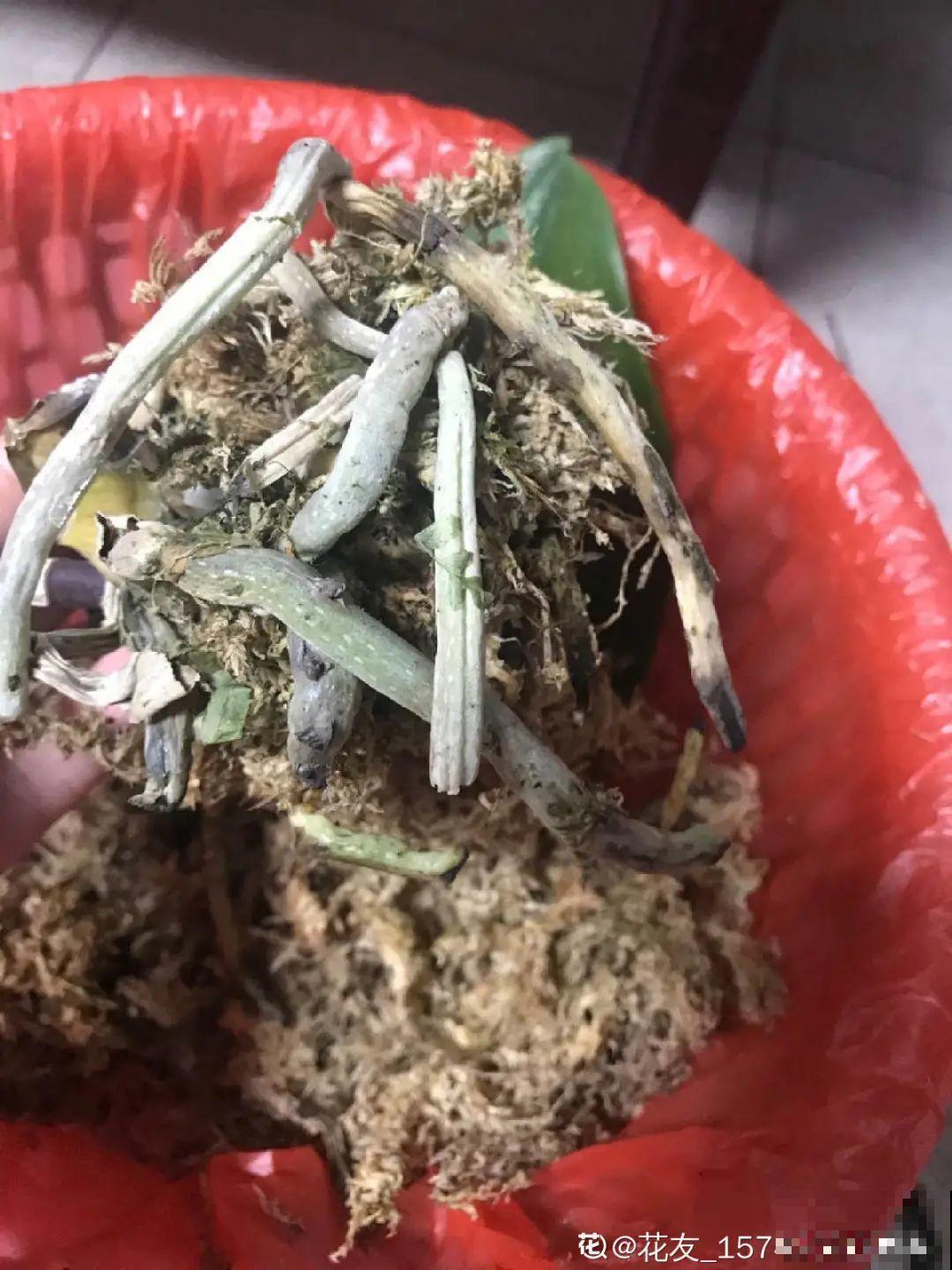 6种花夏天难养，贴土面砍一刀，新芽呼呼冒