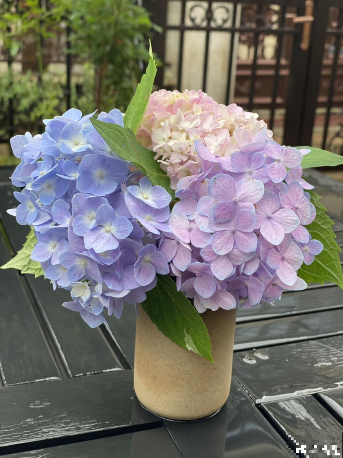 养花8年,总结出6个“坑”,早看早避开 养花8年,总结出6个“坑”,早看早避开