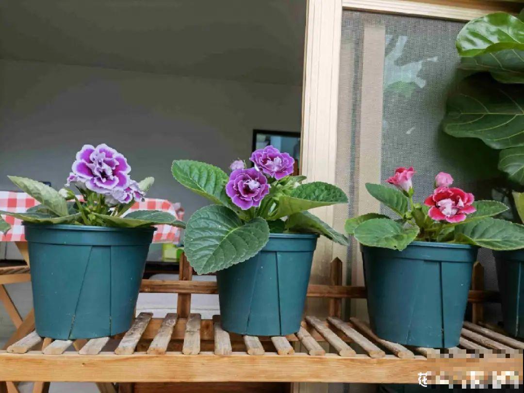 30℃以上，10种花就先别养了，买一盆死一盆，别怪我没提醒你