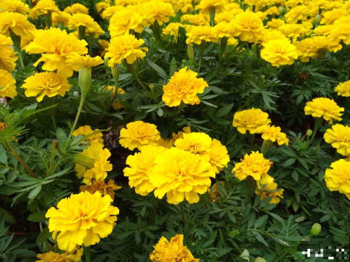 6种金黄色的花，打造金灿灿的秋天，你见过哪种？