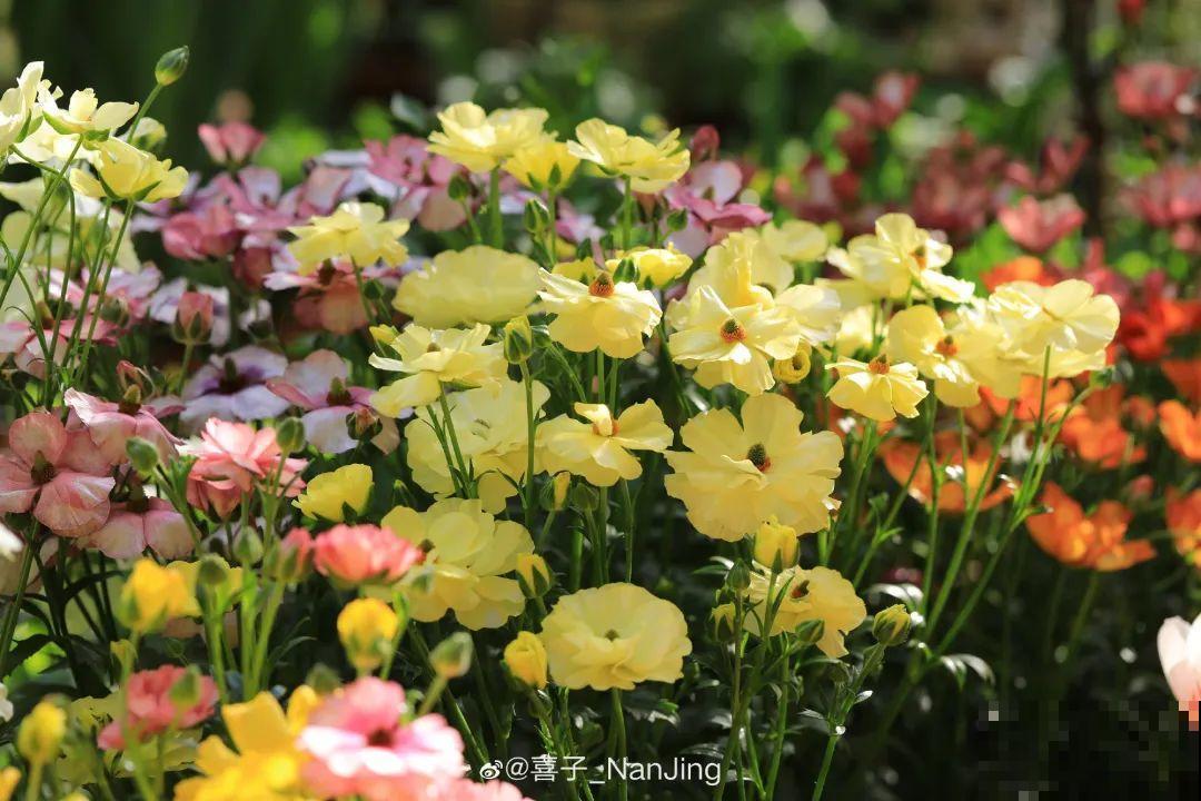 特有气质的小众花,颜值超高,温度零下也能活 特有气质的小众花,颜值超高,温度零下也能活