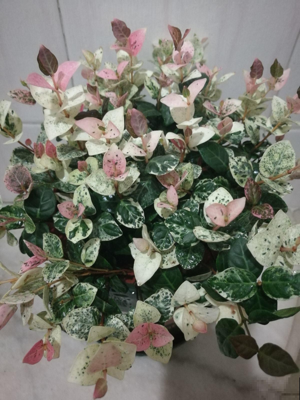 老婆在家养花,老公受不了了,养花还是要有个“度” 老婆在家养花,老公受不了了,养花还是要有个“度”