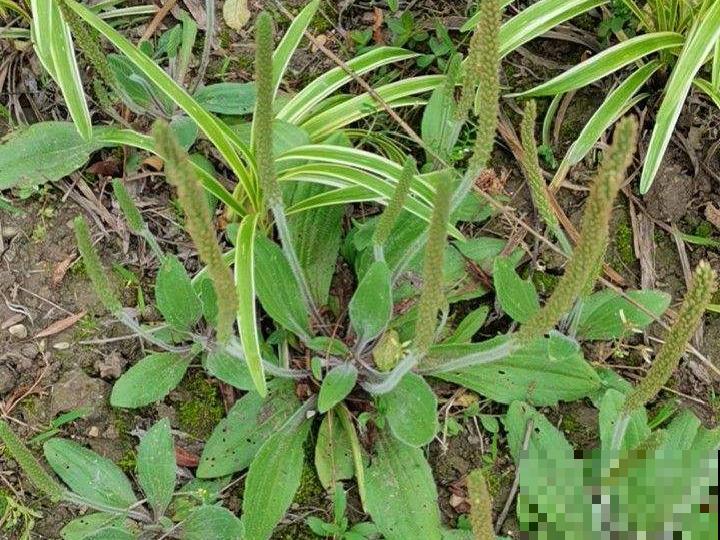 入侵植物爬进门，赶紧用开水烫死，不然就长疯了