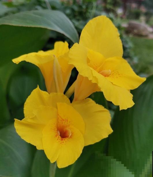 6种金黄色的花，打造金灿灿的秋天，你见过哪种？