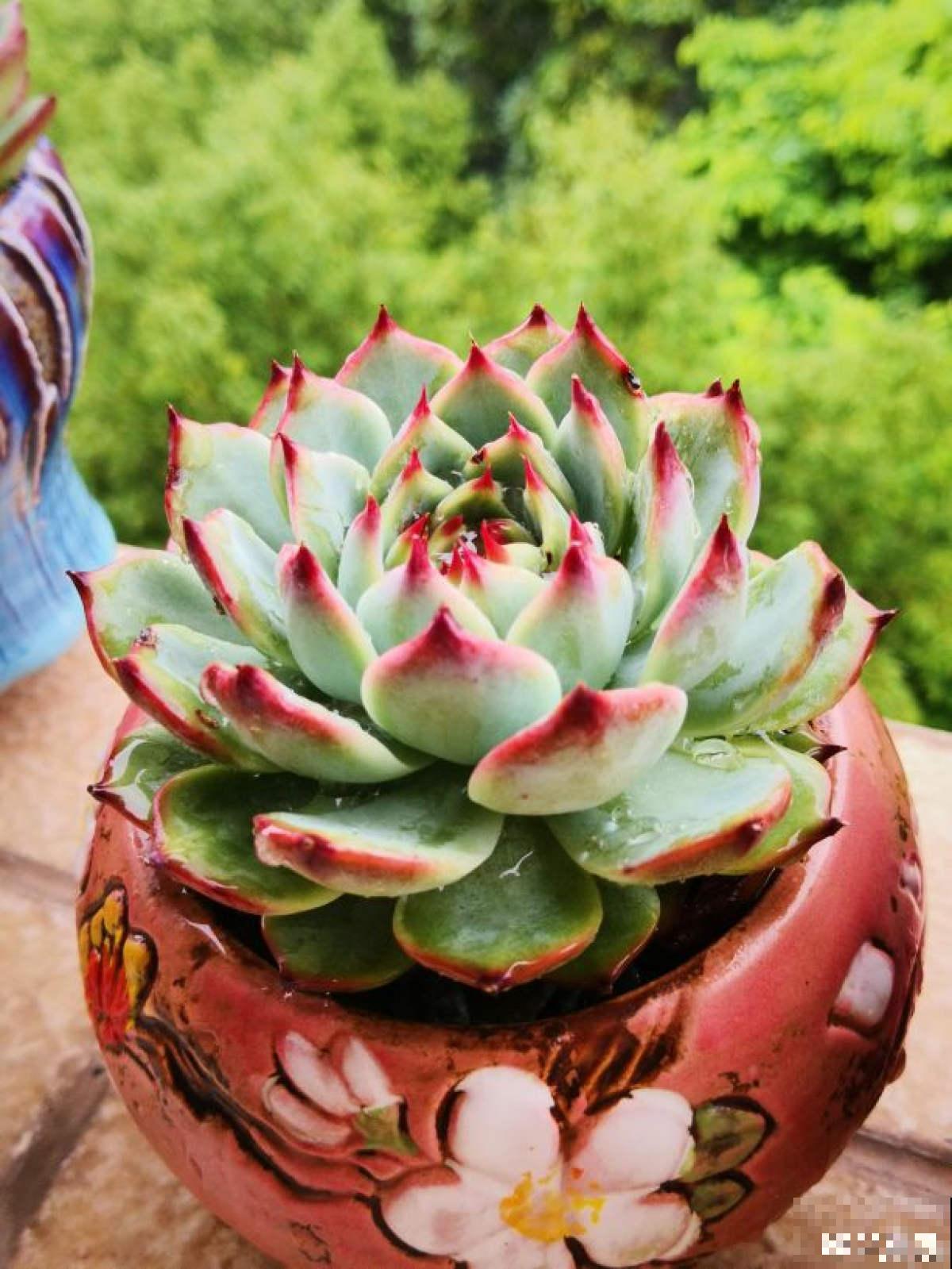 多肉“摊大饼”，解决这3点，叶片挺拔还肥大