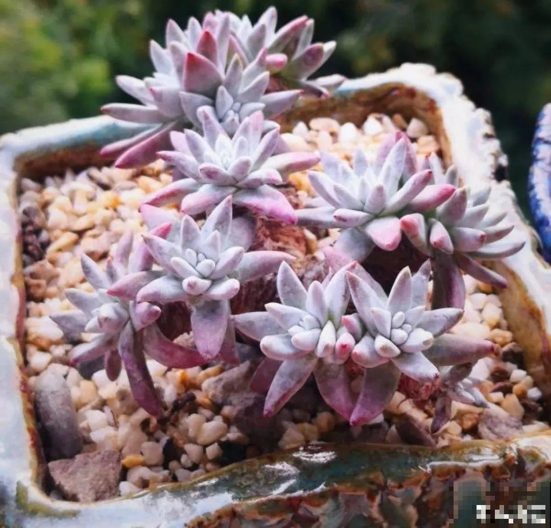 夏天养多肉，别人的绿徒摊，她的却美萌艳，太美了