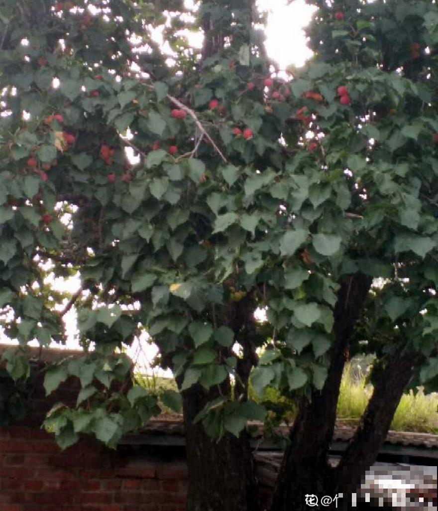 前不栽桑，后不栽柳，院中不种“鬼拍手”，是迷信还是智慧？