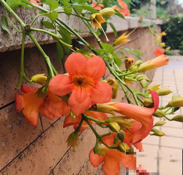 院子里养棵凌霄花，嗖嗖爬上墙，满枝条都是花