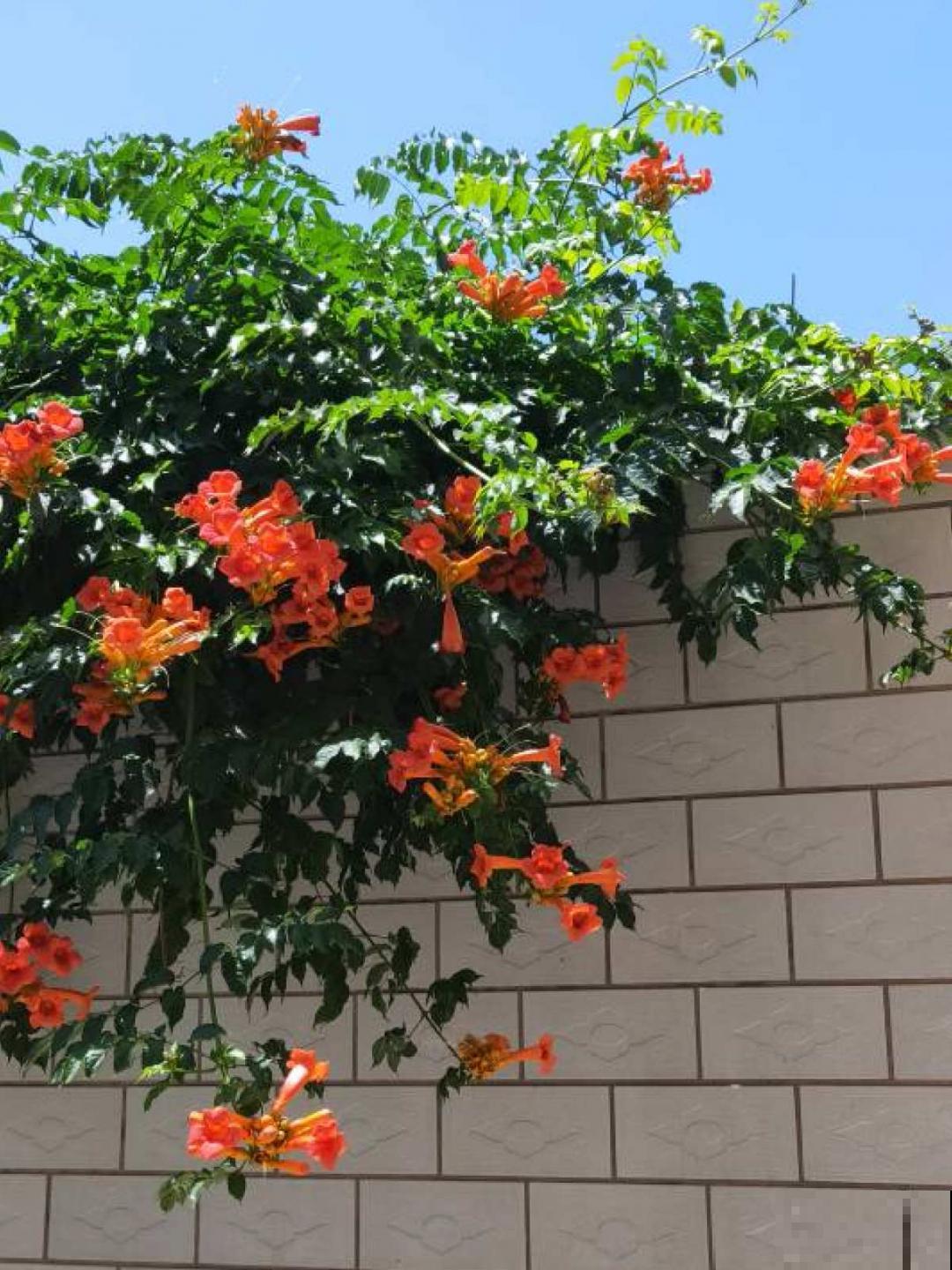 6种花，不怕太阳晒，太阳底下嗖嗖长个儿