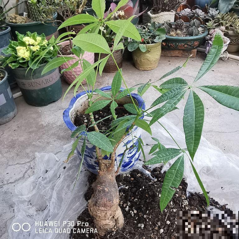 养发财树,记住一个“剪”字,新叶子呼呼冒 养发财树,记住一个“剪”字,新叶子呼呼冒