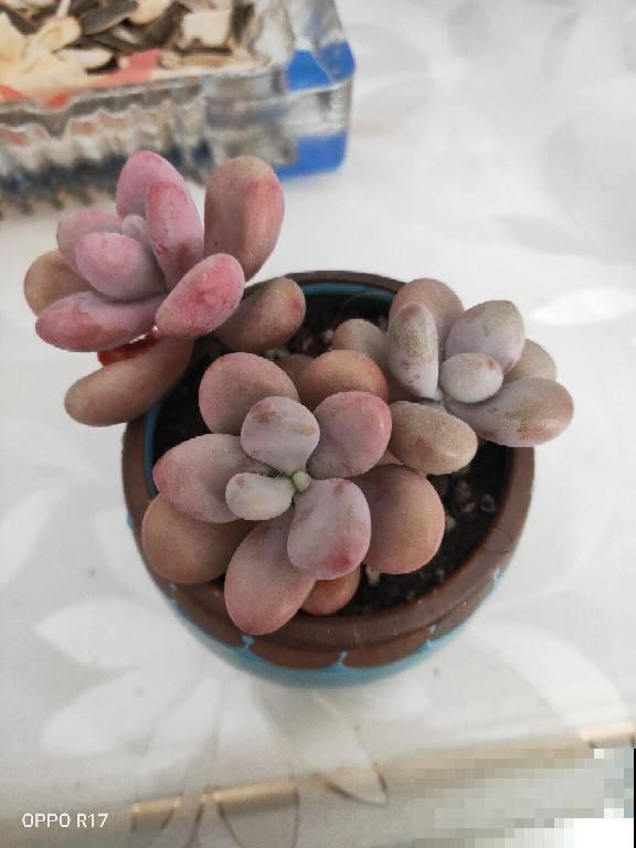 按你的生日那天看，你的幸运花是什么？（下）