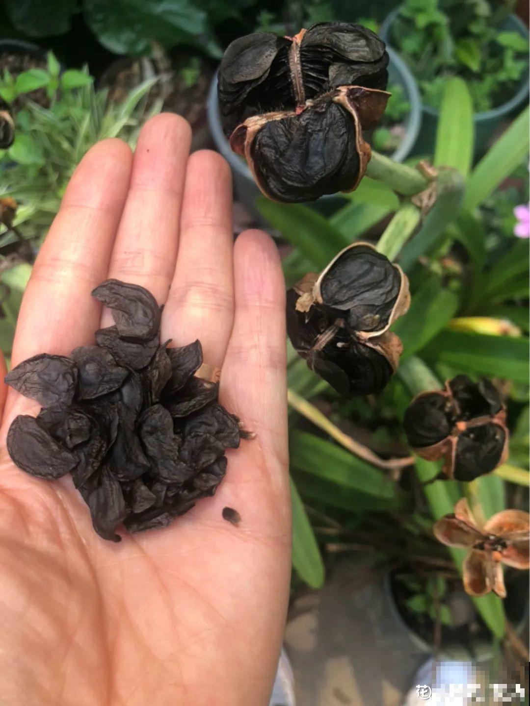 聪明人养4种花,一定记得收种子,多的能赚钱 聪明人养4种花,一定记得收种子,多的能赚钱