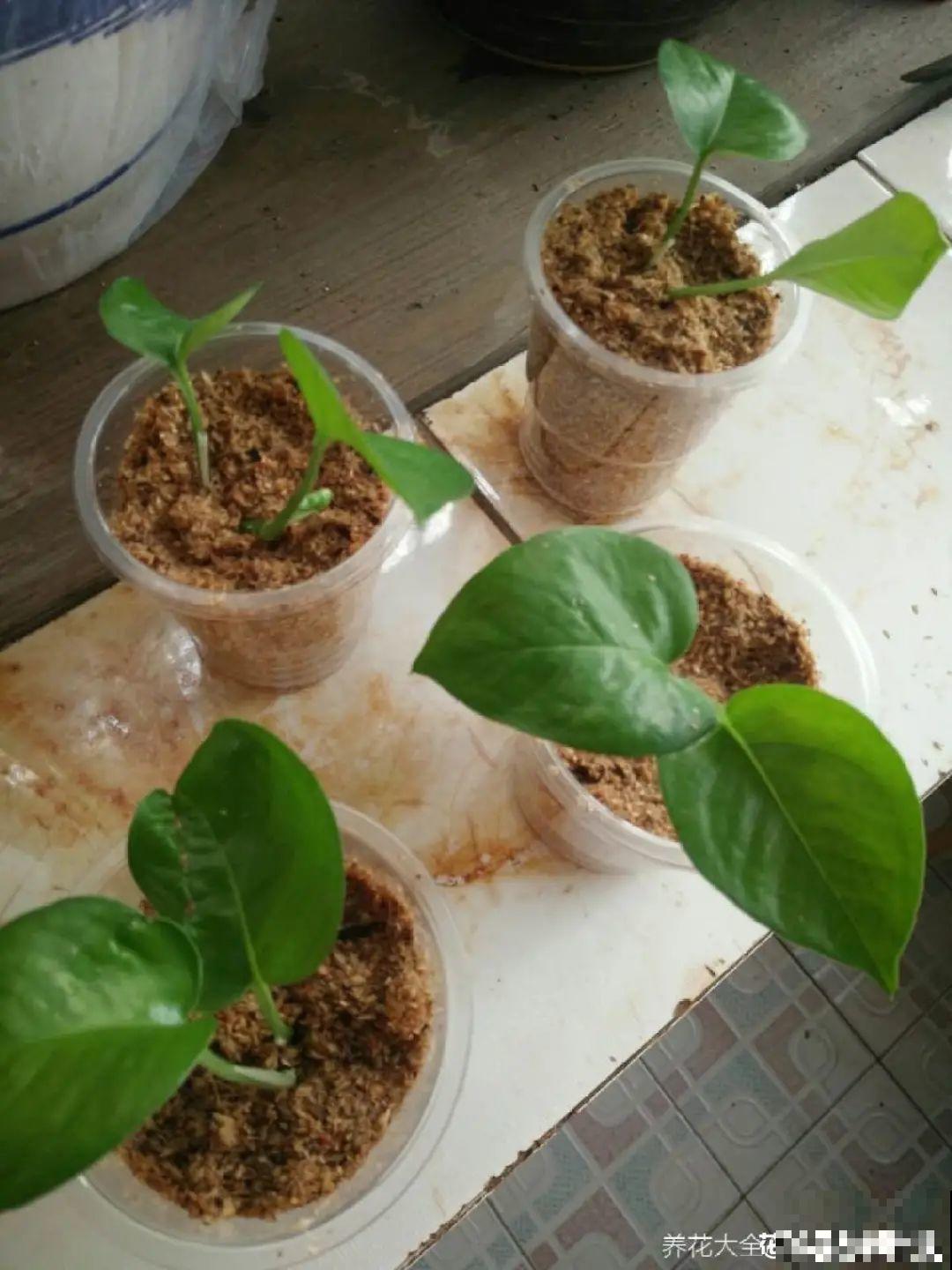 8种花，越热越扦插，大白根呼呼冒