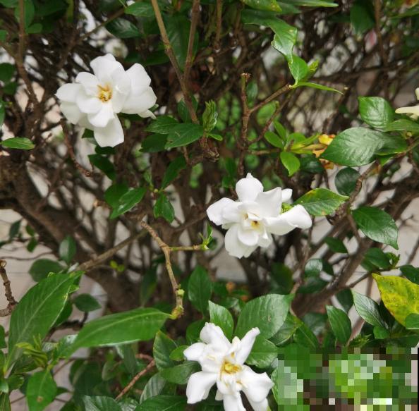 20种常见花,一句话说到浇水要点,赶紧学学 20种常见花,一句话说到浇水要点,赶紧学学