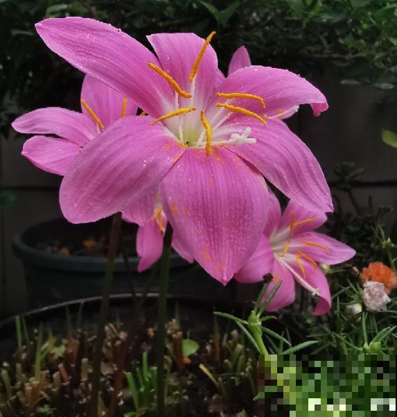 雨天不用躲！一株风雨兰，雨过天晴长更狂