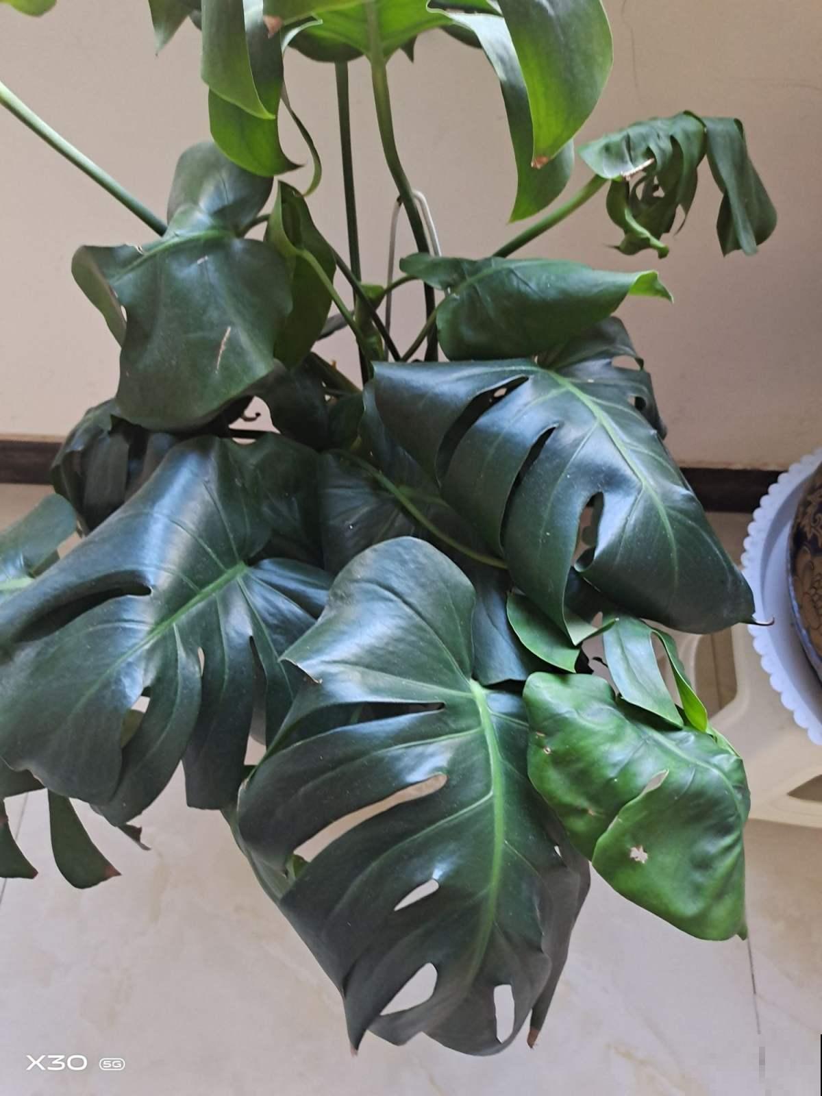 100种常见花,今天终于知道叫什么名了,建议收藏 100种常见花,今天终于知道叫什么名了,建议收藏