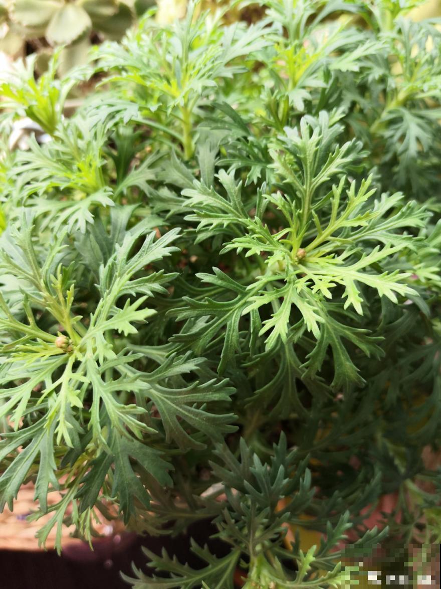 天热要修剪的花，不剪死得快，活不过夏天