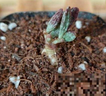 多肉出现这4个症状，就是生病了，再不注意全是隐患