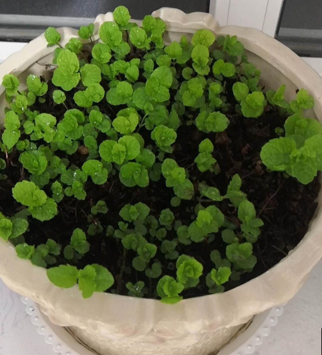 天热要修剪的花，不剪死得快，活不过夏天