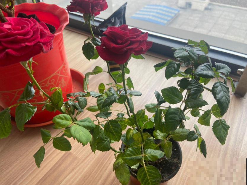 夏日太热，怕植物旱死？记住这4个妙招